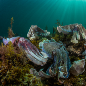 <i>Image by Scott Portelli, winner of the National Award in the Australia category at the 2016 Sony World Photography Awards.</i>